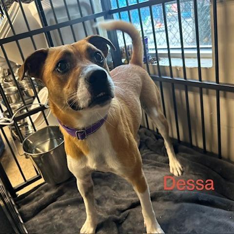 Enlarge Dessa, a Adoptable Mixed Breed in Knoxville, TN image 1/1