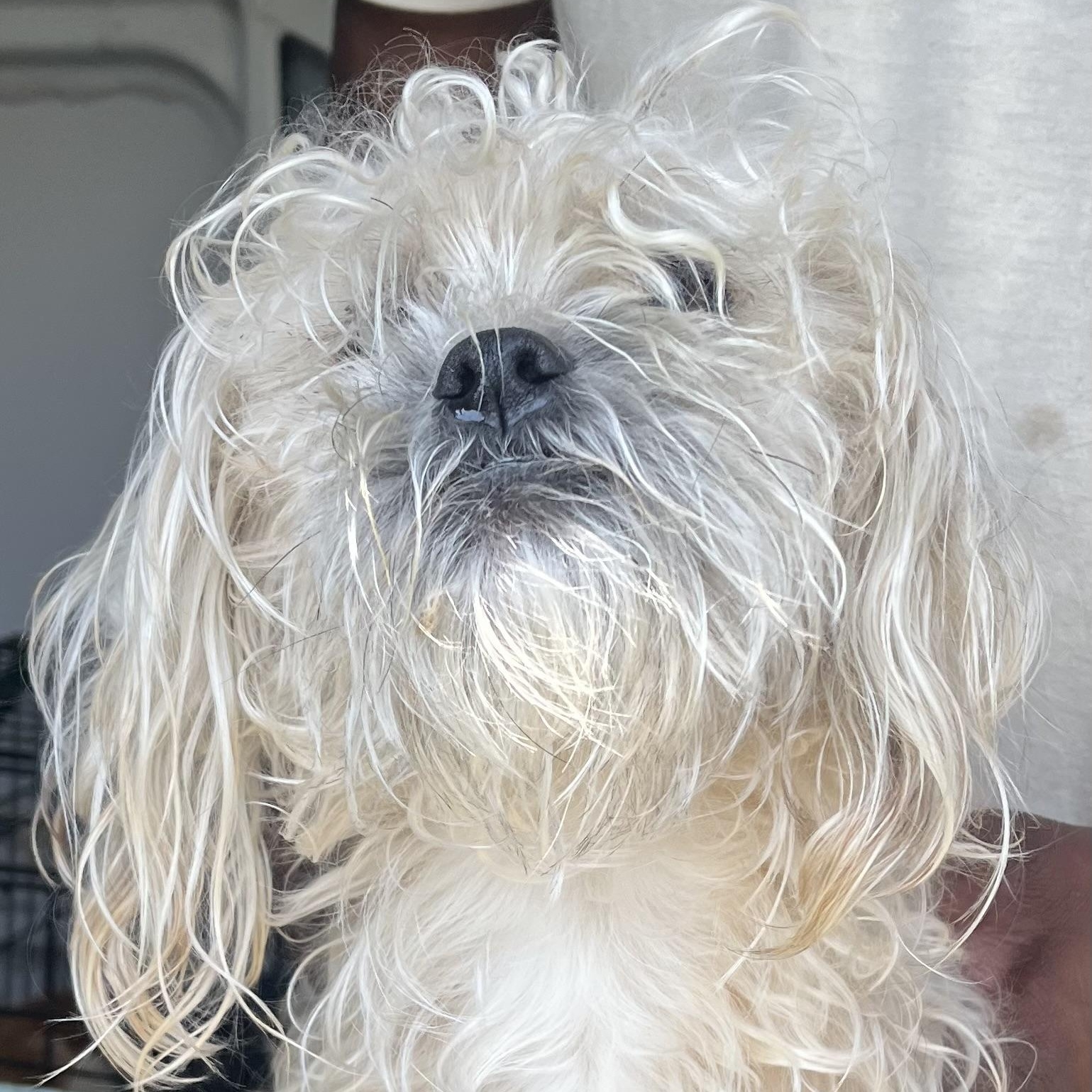 Ike - Local July 25-27, Adult Male Miniature Poodle