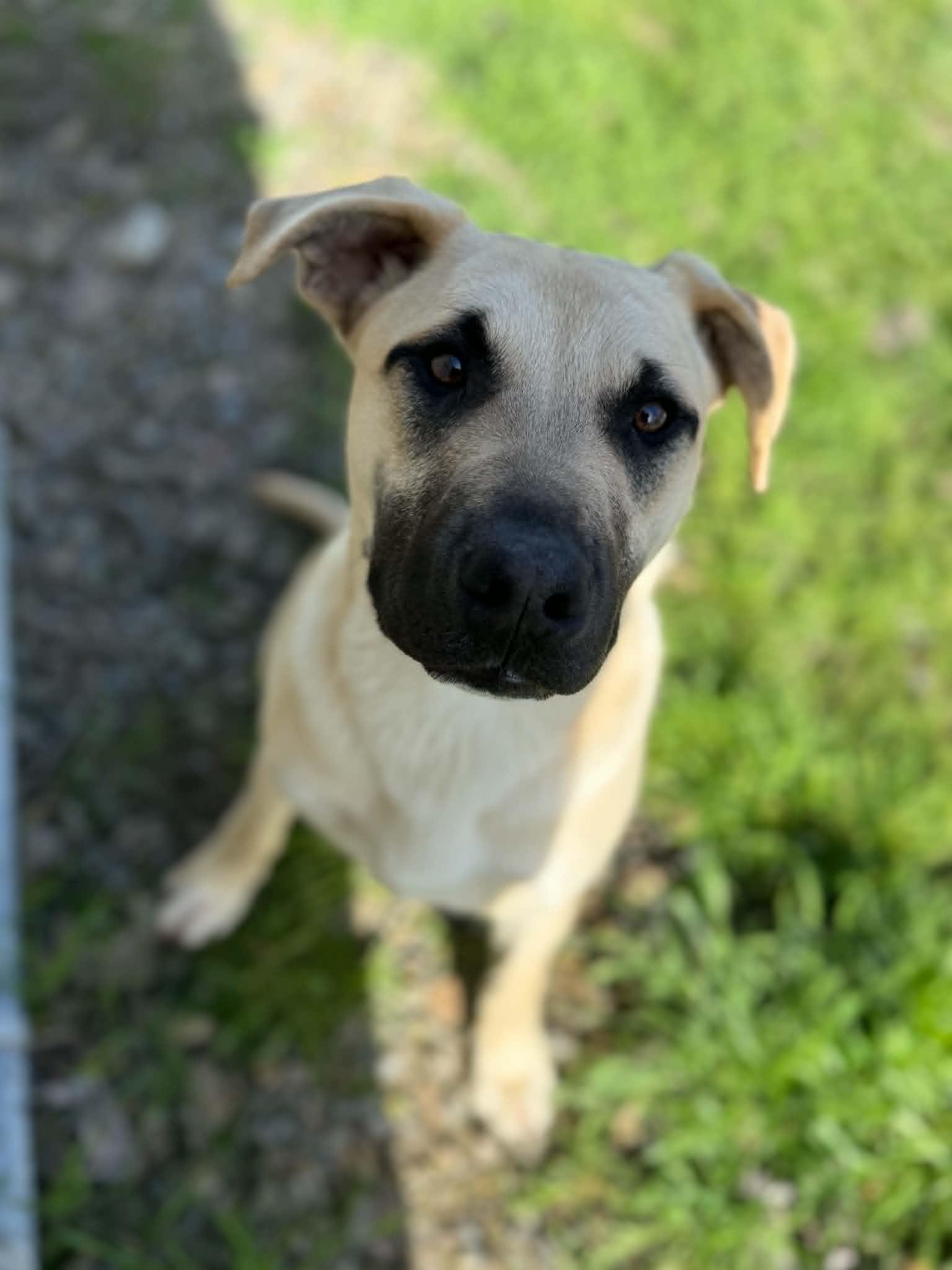 Enlarge Pluto, an adoptable Mixed Breed in St. Maries, ID image 2/6