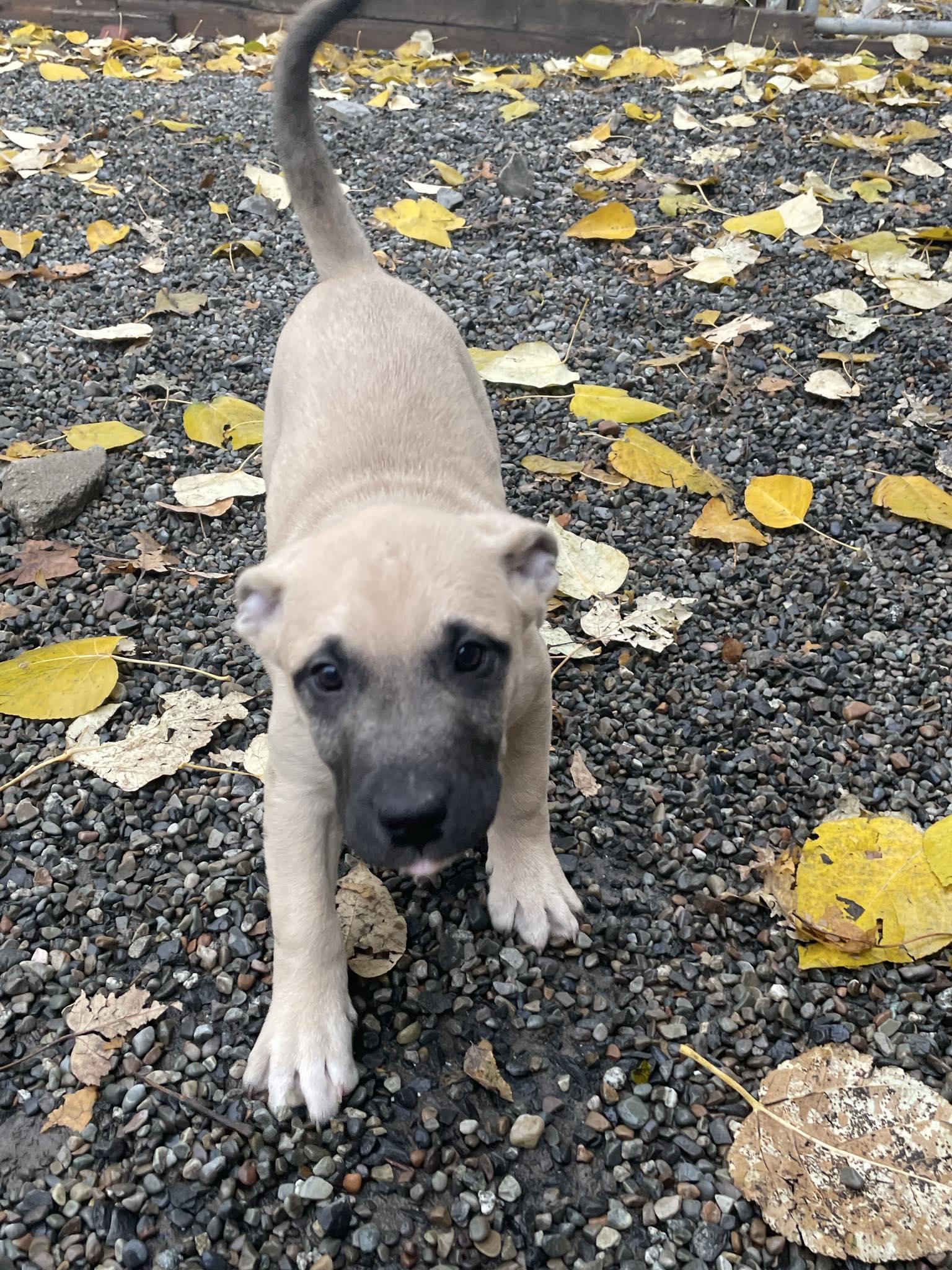 Pluto, ADOPTABLE, Puppy Male Mixed Breed.