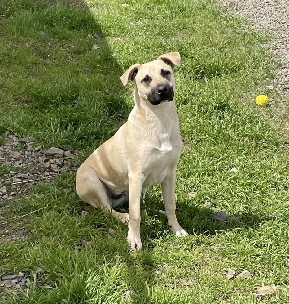 Pluto, adoptable, Puppy Male Mixed Breed.