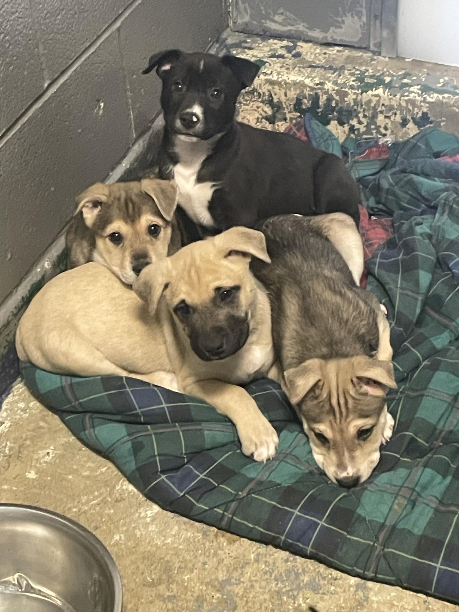 Pluto, a ADOPTABLE Mixed Breed in St. Maries, ID image 2/2