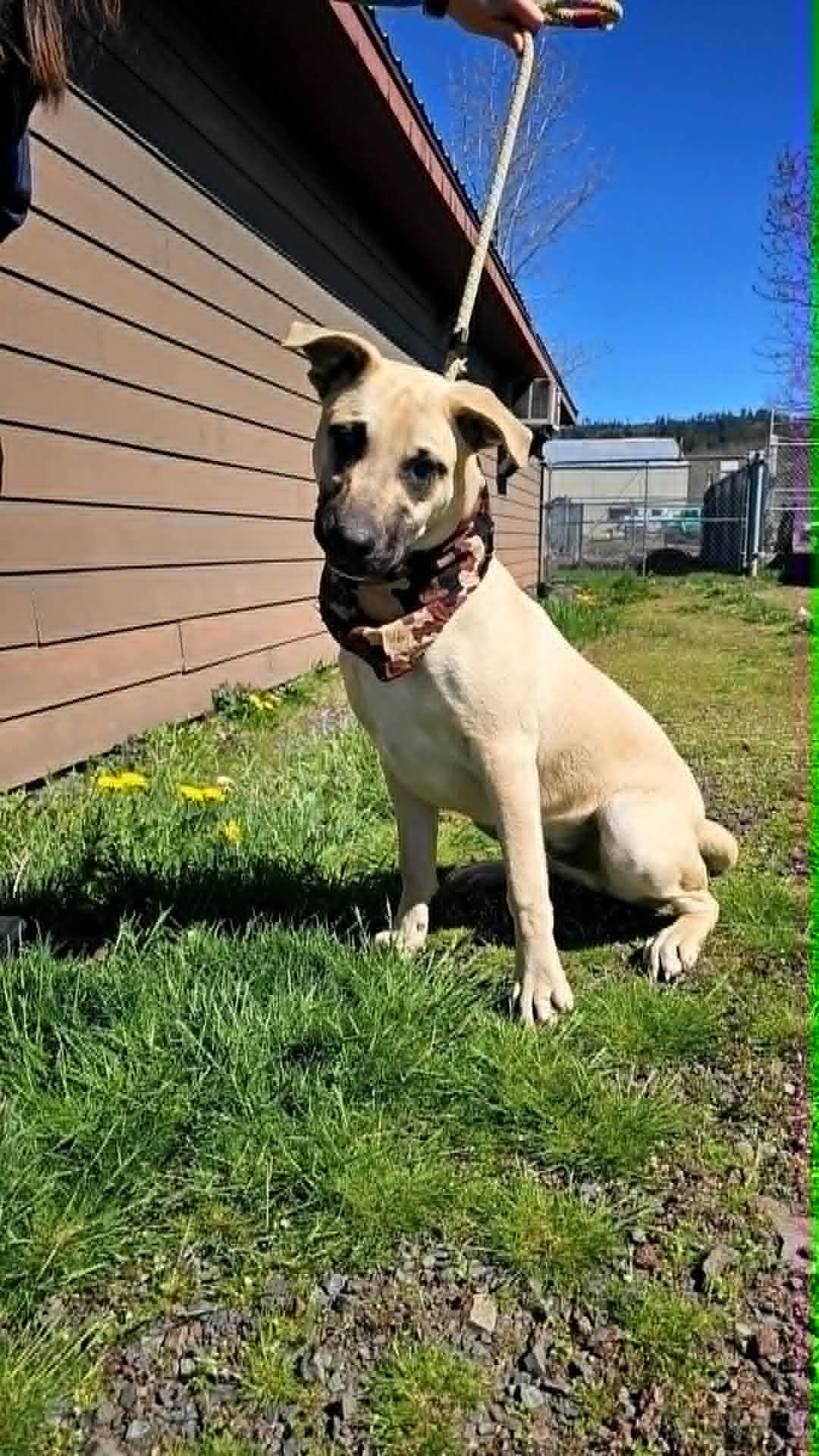 Enlarge Pluto, an adoptable Mixed Breed in St. Maries, ID image 3/6