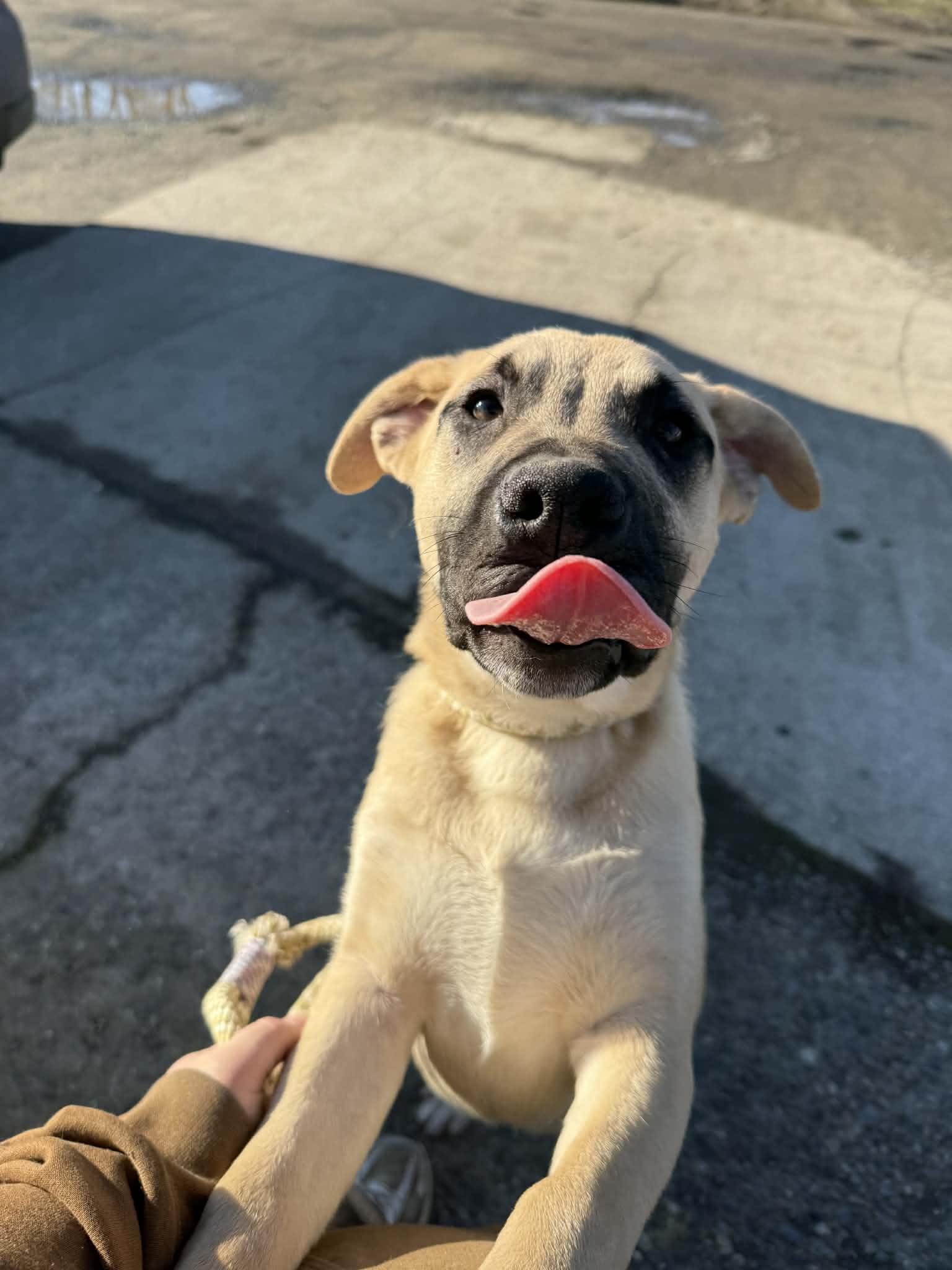 Enlarge Pluto, an adoptable Mixed Breed in St. Maries, ID image 4/6