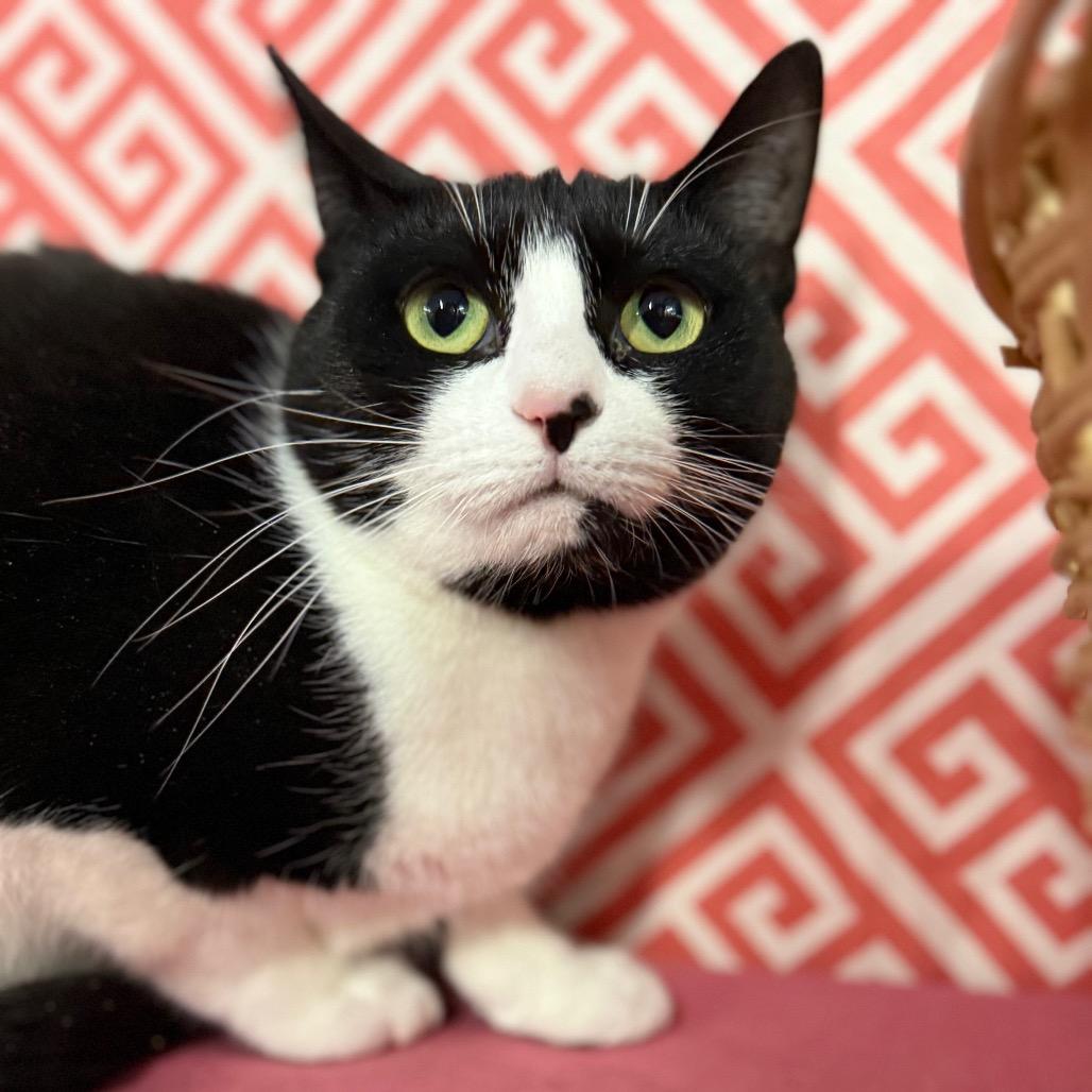 Enlarge Layla Cash 55583, a Adoptable Domestic Short Hair in Lansing, MI image 1/5