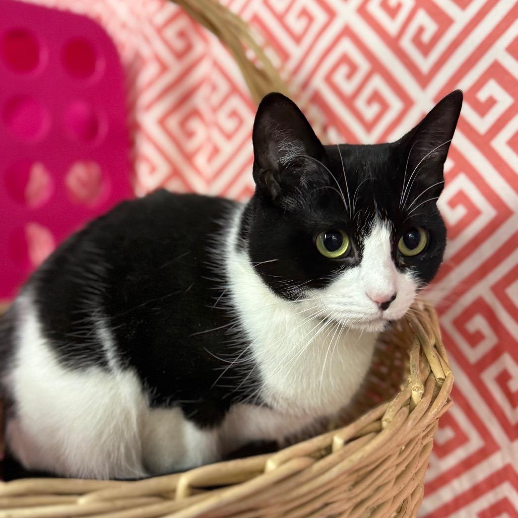 Enlarge Layla Cash 55583, a Adoptable Domestic Short Hair in Lansing, MI image 2/5