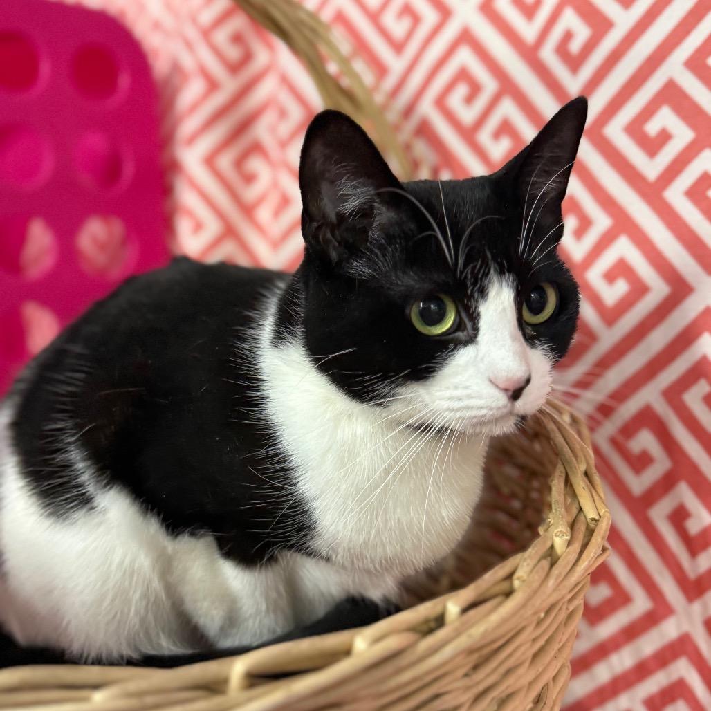 Enlarge Layla Cash 55583, a Adoptable Domestic Short Hair in Lansing, MI image 4/5