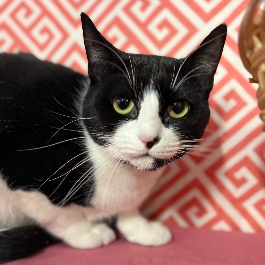 Enlarge Layla Cash 55583, a Adoptable Domestic Short Hair in Lansing, MI image 5/5