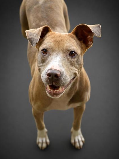 Teresa, a Adoptable mixed breed in Bowling Green, KY image 1/2