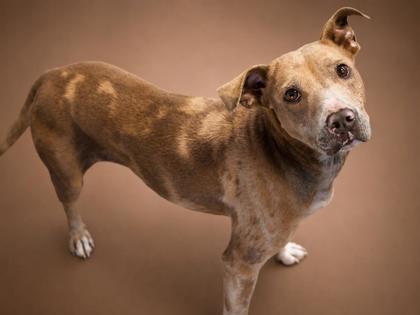 Teresa, a Adoptable mixed breed in Bowling Green, KY image 2/2