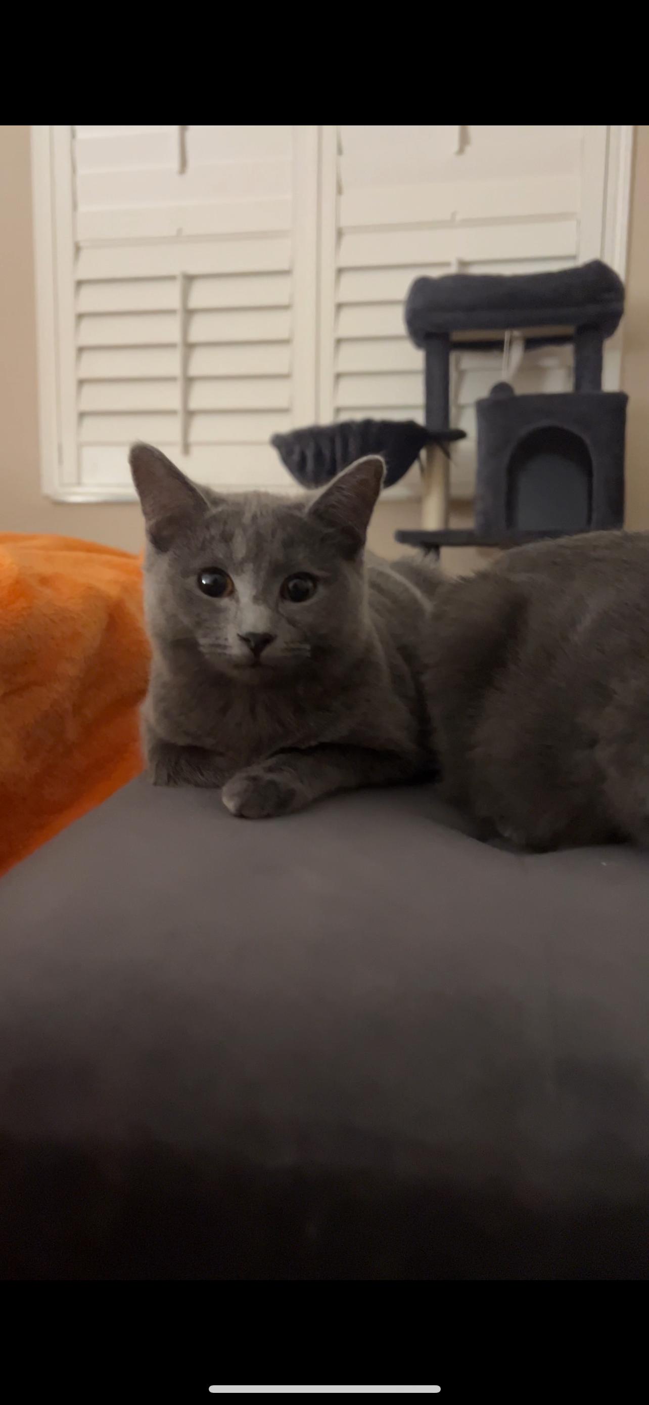 Remi, Adoptable, Young Female Domestic Short Hair.