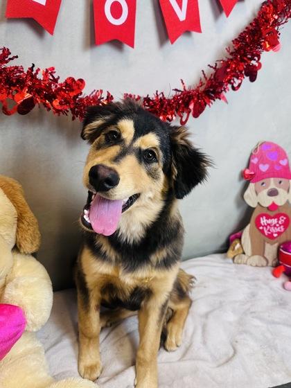 Rascal, Adoptable, Young Male Shepherd & Mixed Breed.