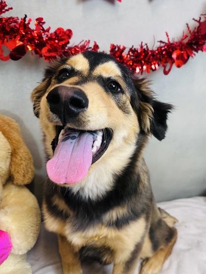 Enlarge Rascal, a Adoptable mixed breed in Cedar Hill, TX image 3/3