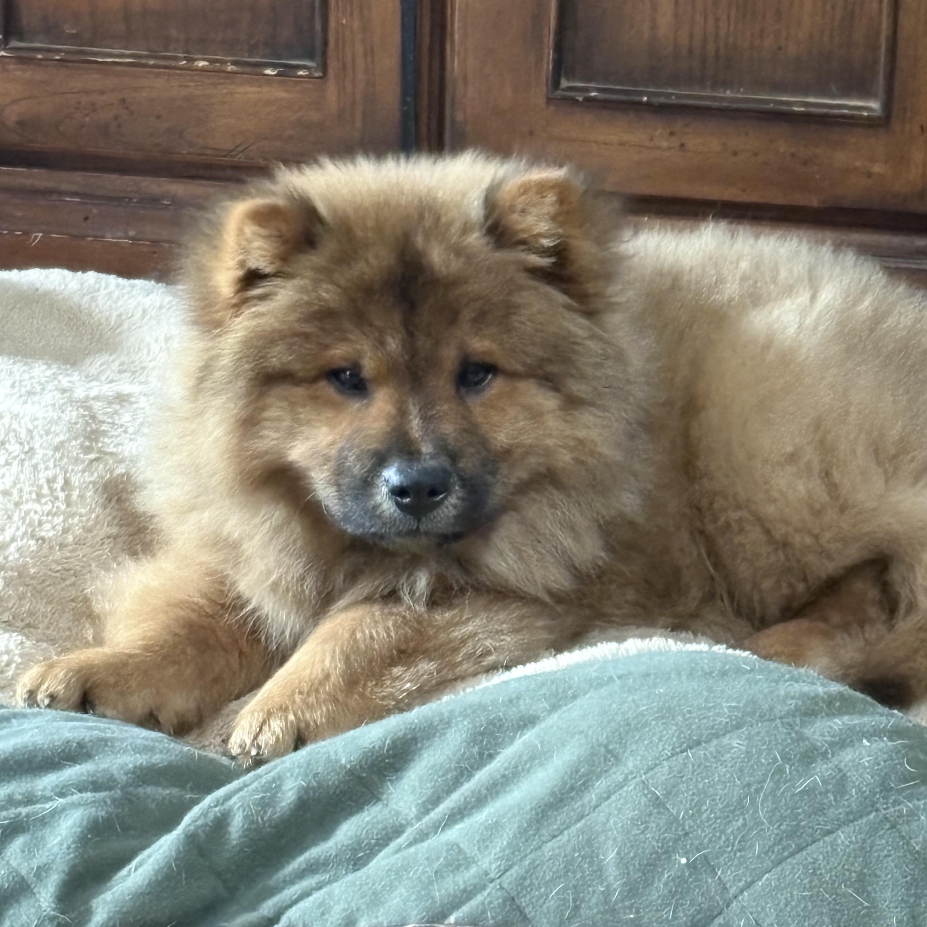 Studley, Baby Male unknown