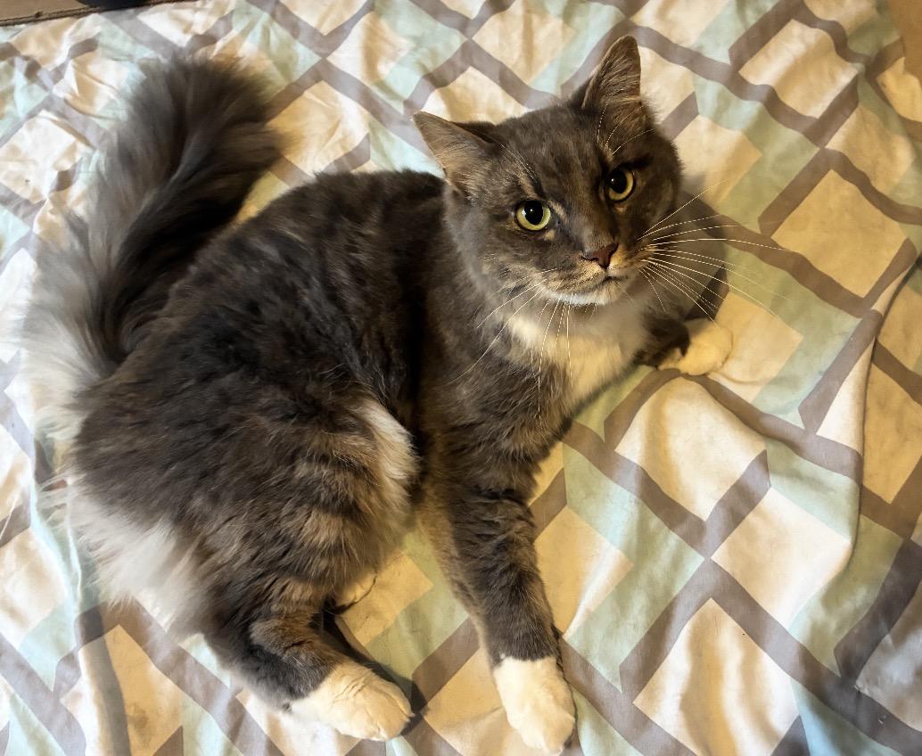 Raskell, Adoptable, Adult Male Domestic Medium Hair.