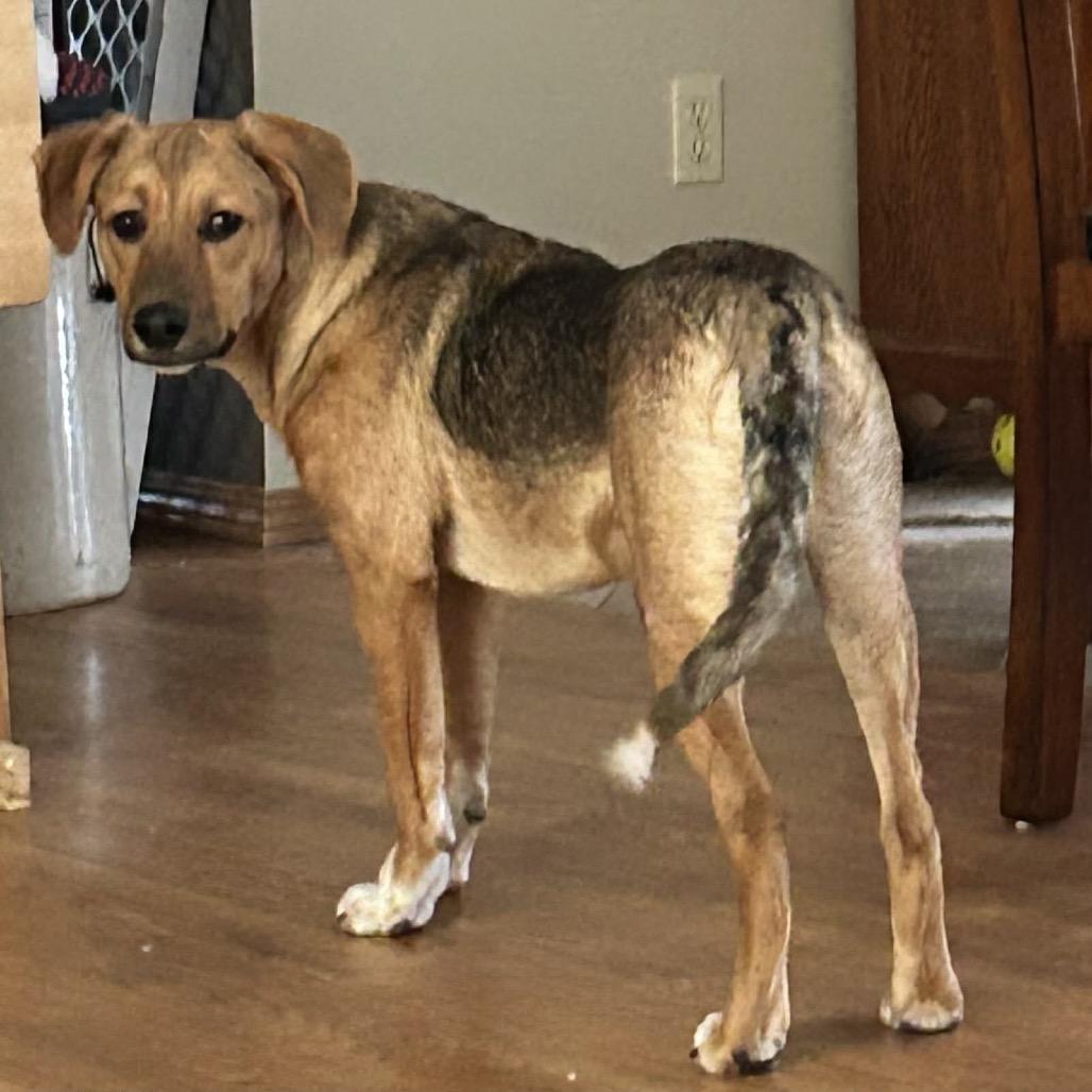 Enlarge Zinka, a Adoptable Mixed Breed in Sioux Falls, SD image 1/6