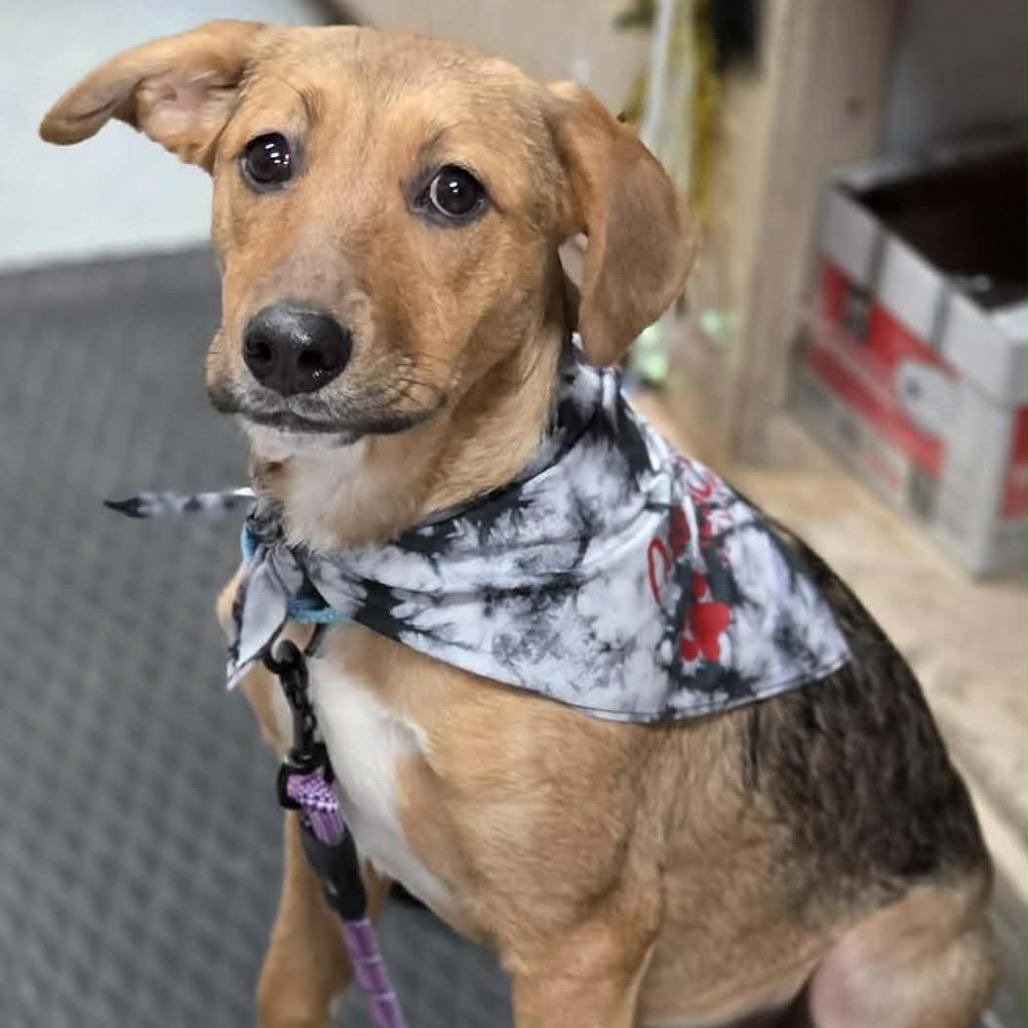 Enlarge Zinka, a Adoptable Mixed Breed in Sioux Falls, SD image 2/6