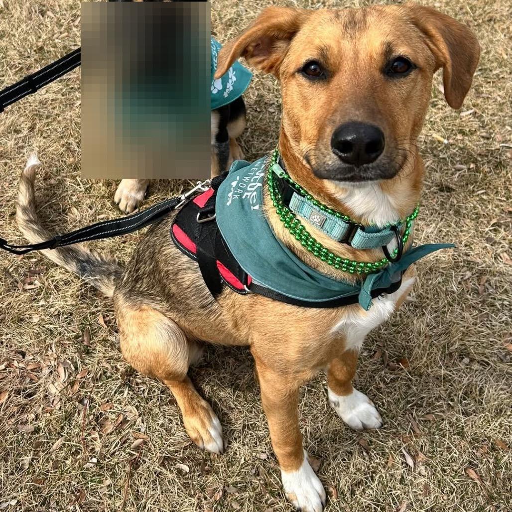 Enlarge Zinka, a Adoptable Mixed Breed in Sioux Falls, SD image 3/6