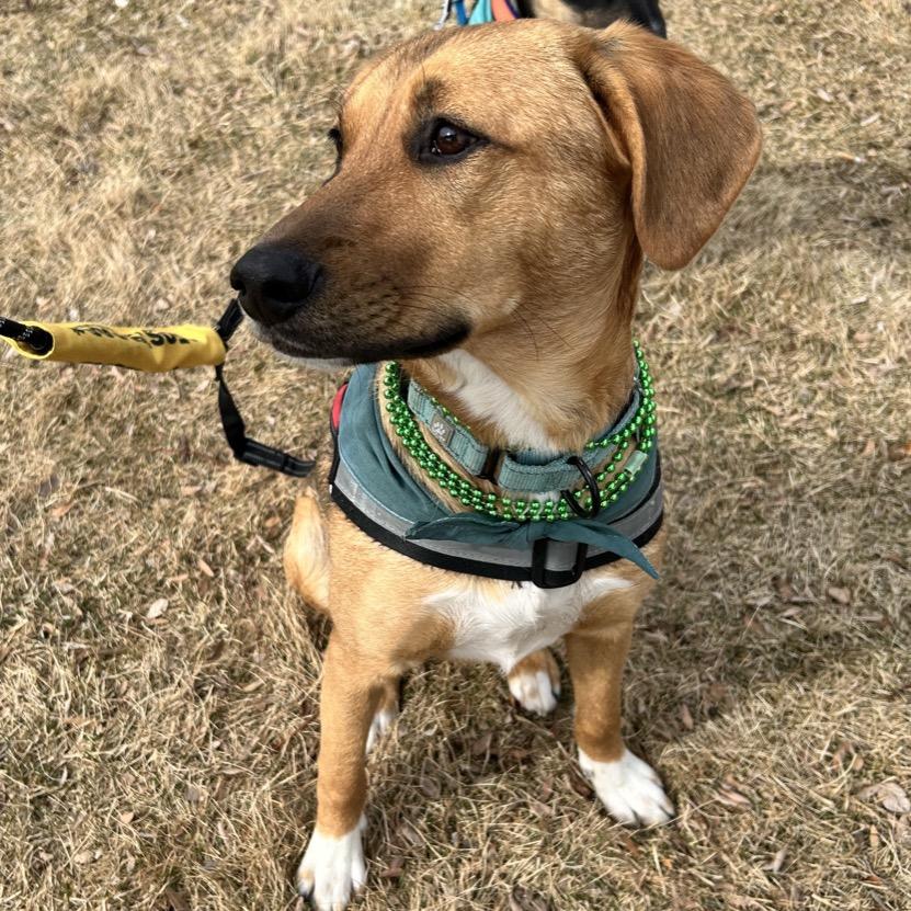 Zinka, a Adoptable Mixed Breed in Sioux Falls, SD image 4/6