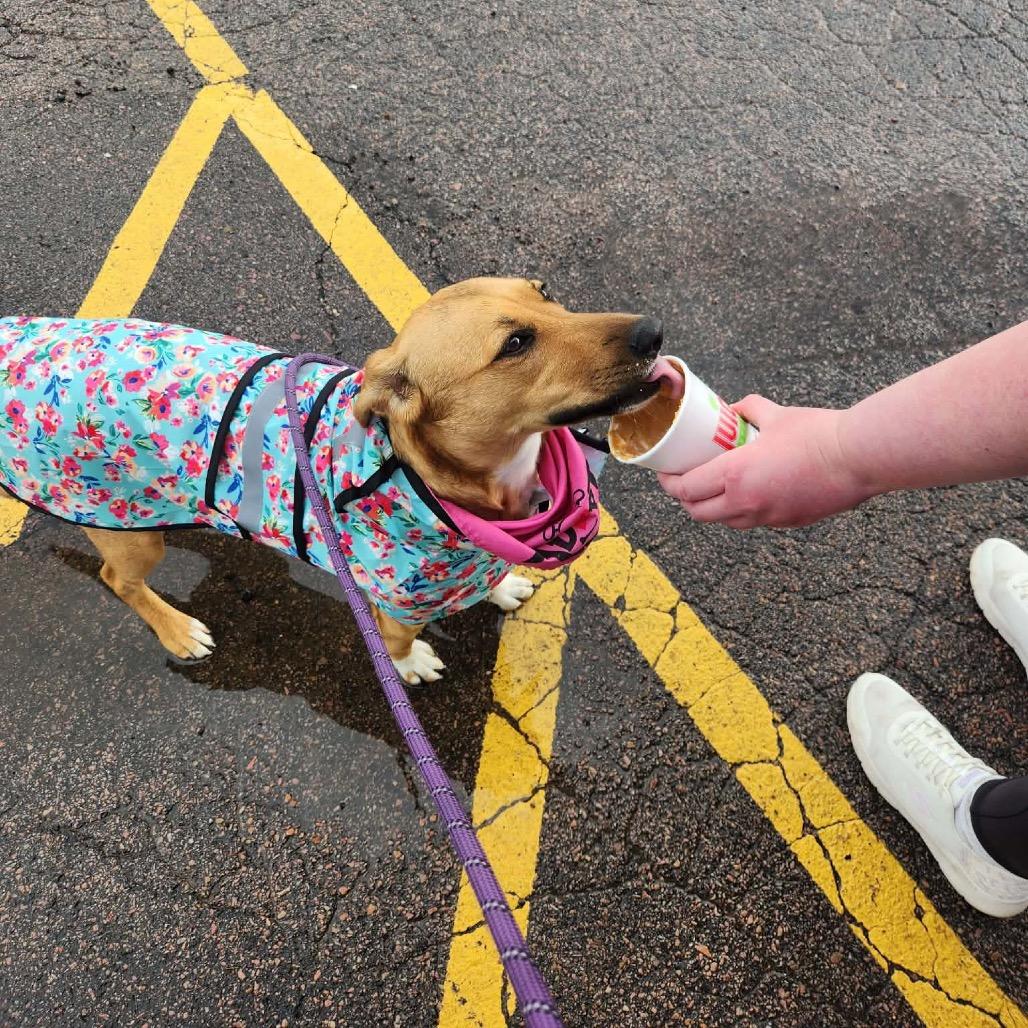 Enlarge Zinka, a Adoptable Mixed Breed in Sioux Falls, SD image 1/6