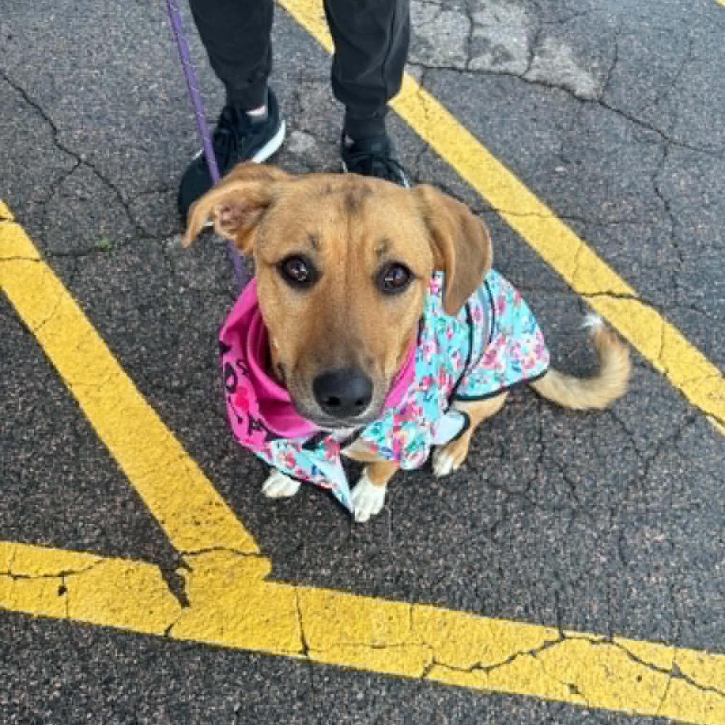 Enlarge Zinka, a Adoptable Mixed Breed in Sioux Falls, SD image 2/6