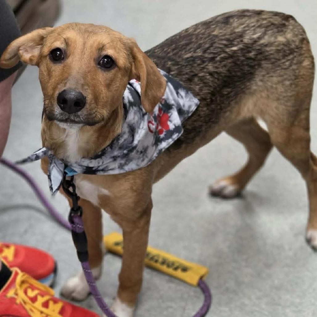 Enlarge Zinka, a Adoptable Mixed Breed in Sioux Falls, SD image 5/6
