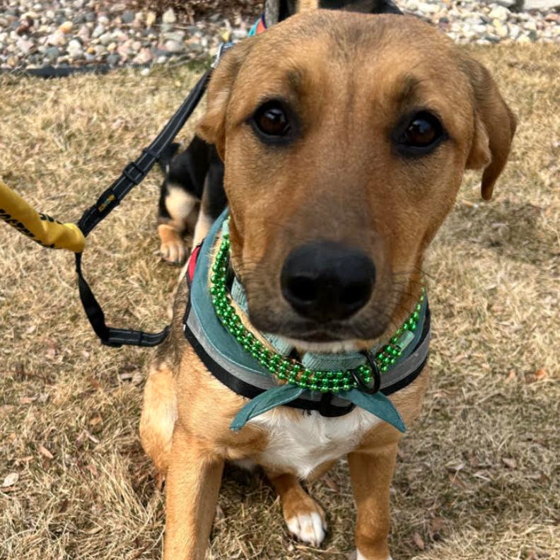 Zinka, a Adoptable Mixed Breed in Sioux Falls, SD image 5/6