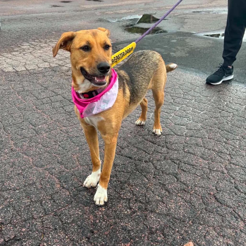 Enlarge Zinka, a Adoptable Mixed Breed in Sioux Falls, SD image 3/6