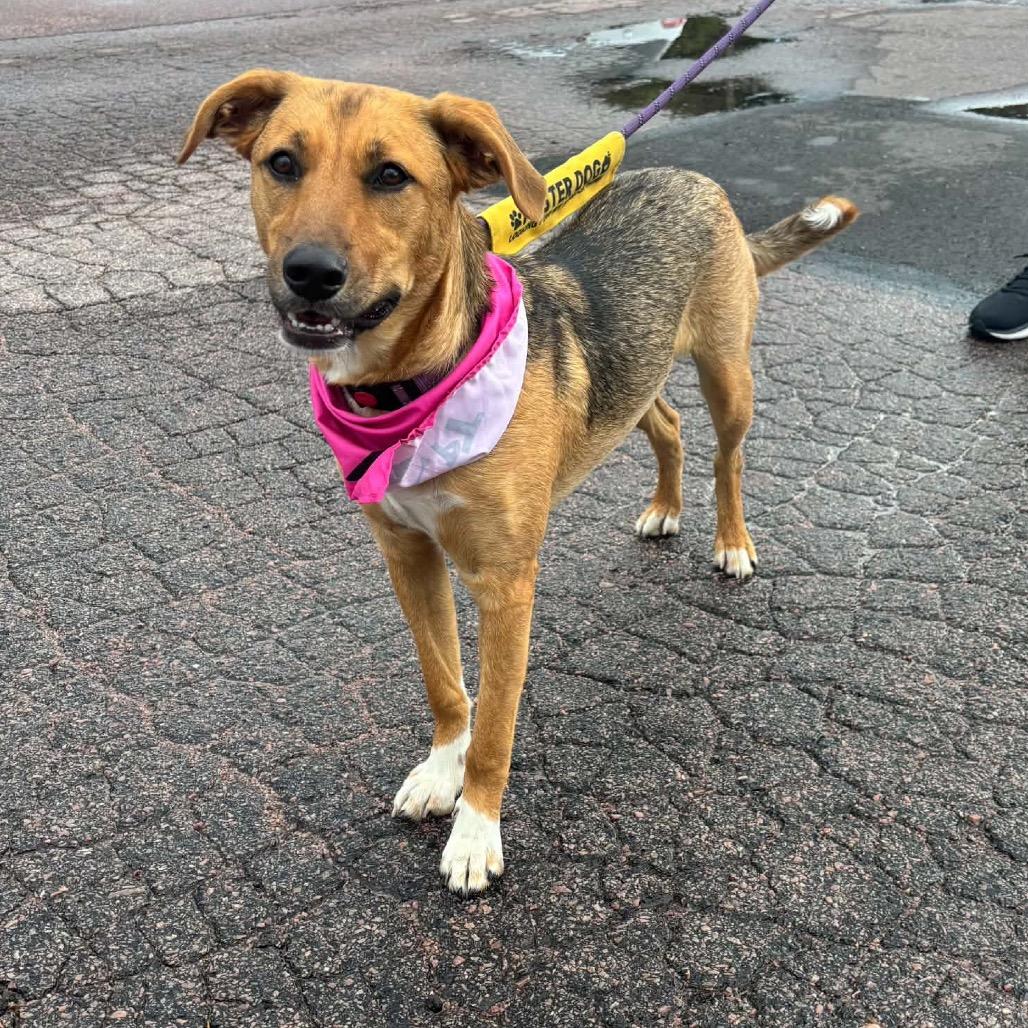 Enlarge Zinka, a Adoptable Mixed Breed in Sioux Falls, SD image 4/6