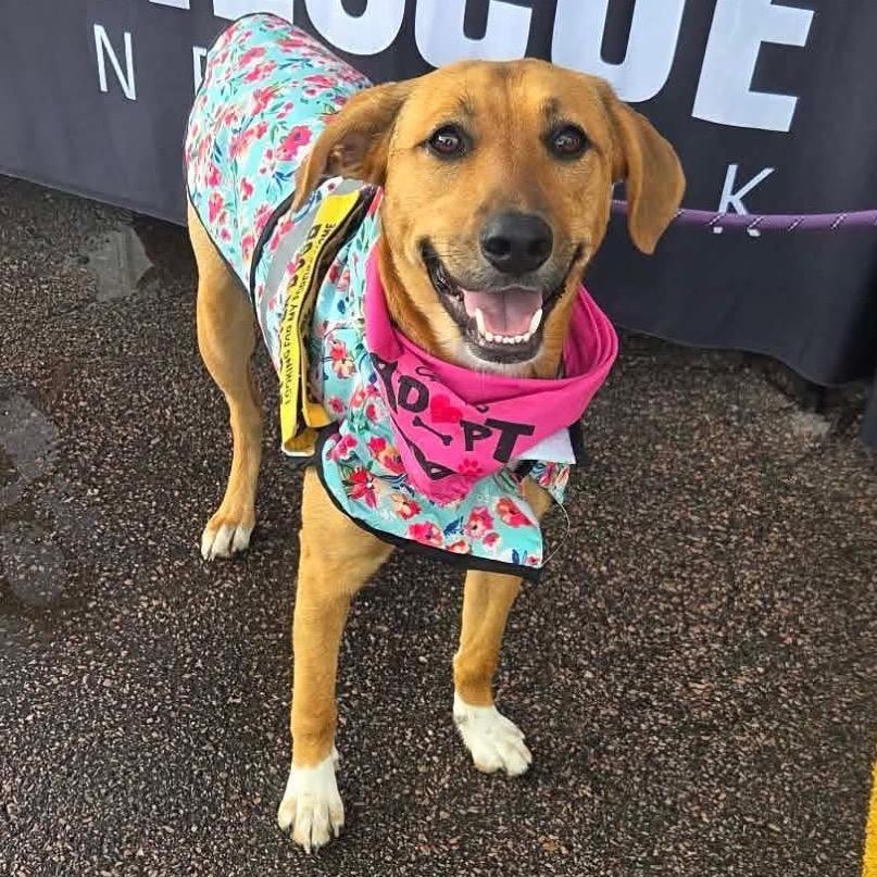 Enlarge Zinka, a Adoptable Mixed Breed in Sioux Falls, SD image 5/6