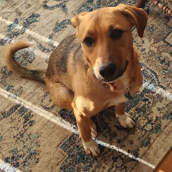 Enlarge Zinka, a Adoptable Mixed Breed in Sioux Falls, SD image 6/6