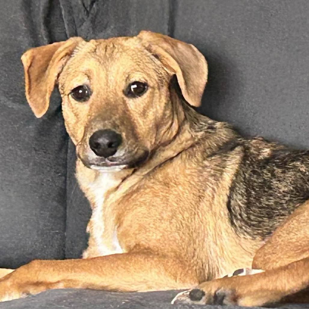 Enlarge Zinka, a Adoptable Mixed Breed in Sioux Falls, SD image 5/6