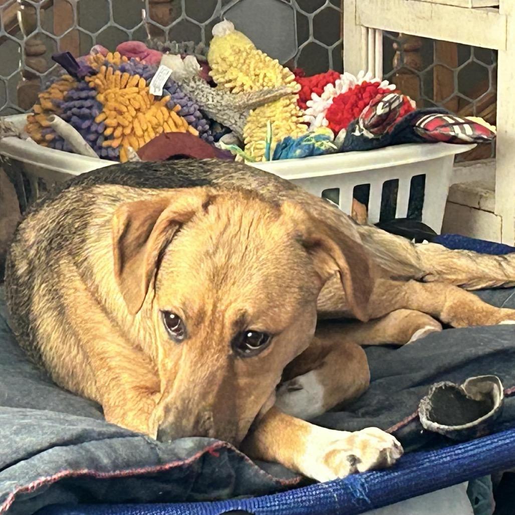 Enlarge Zinka, a Adoptable Mixed Breed in Sioux Falls, SD image 6/6