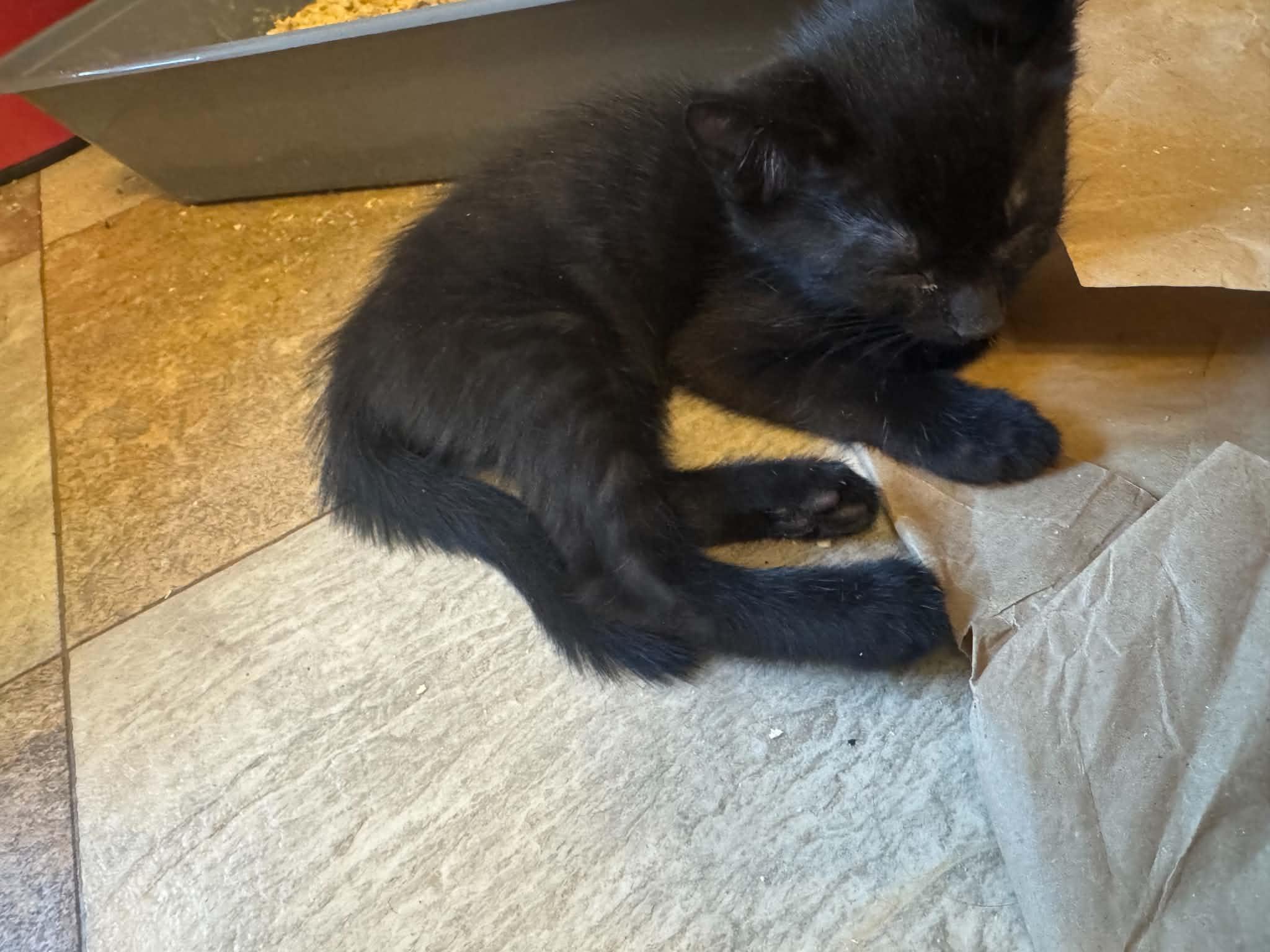 Enlarge Mario, a ADOPTABLE Domestic Short Hair in Inez, KY image 2/3