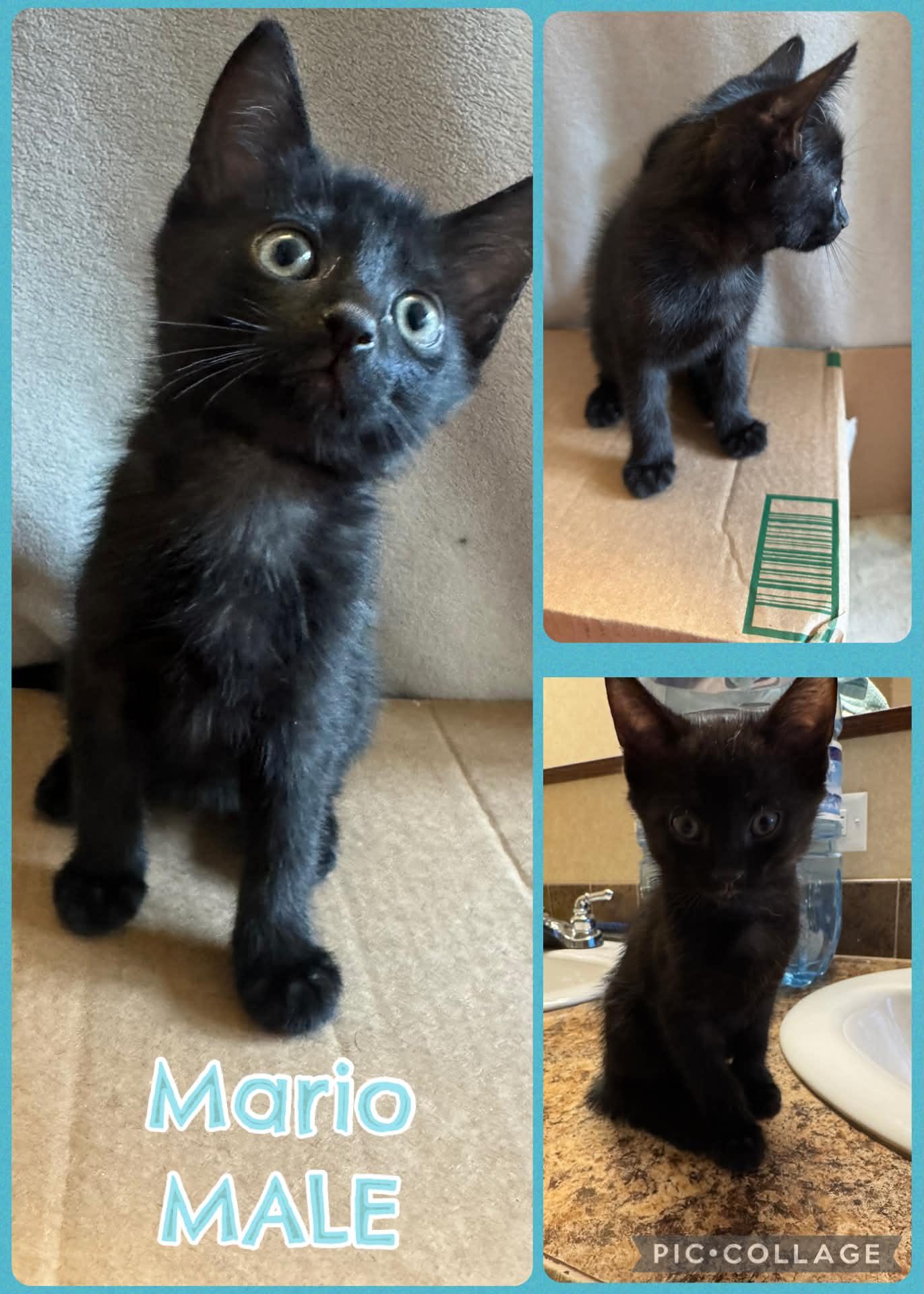 Enlarge Mario, a ADOPTABLE Domestic Short Hair in Inez, KY image 3/3