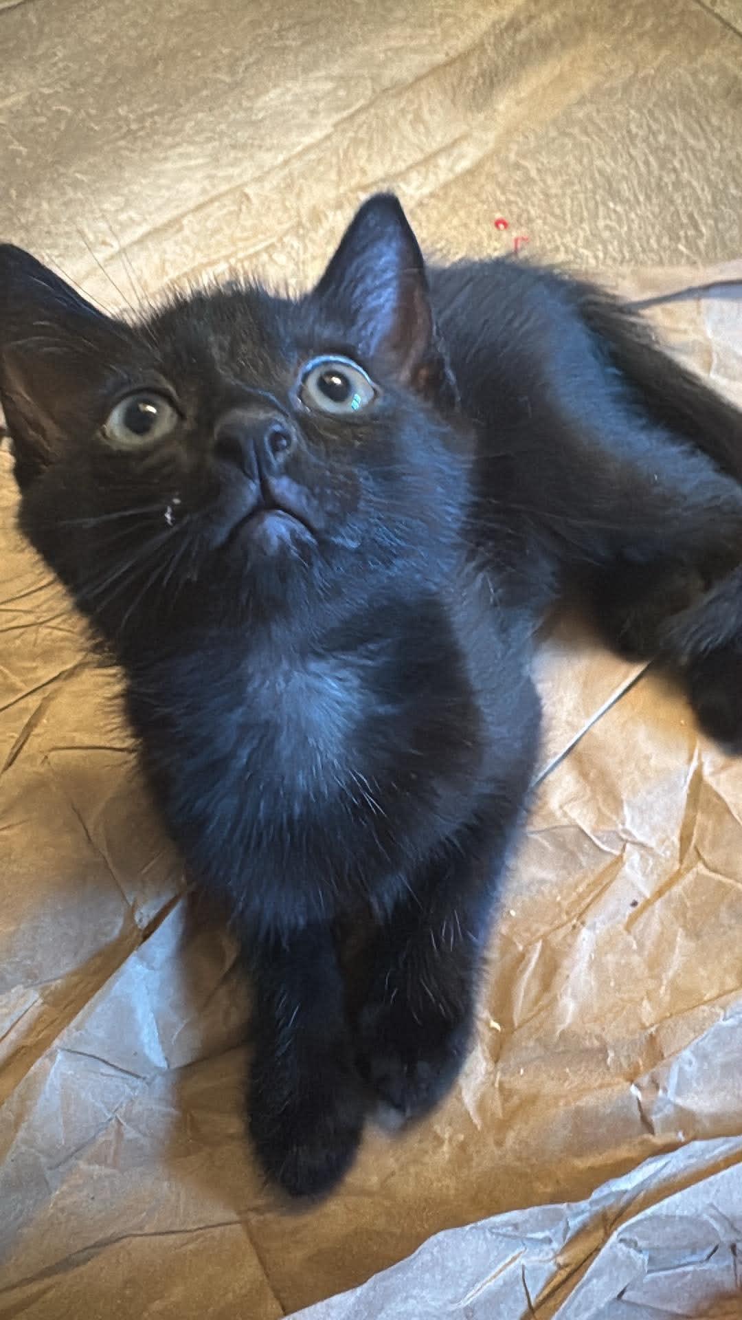 Mario, ADOPTABLE, Kitten Male Domestic Short Hair.