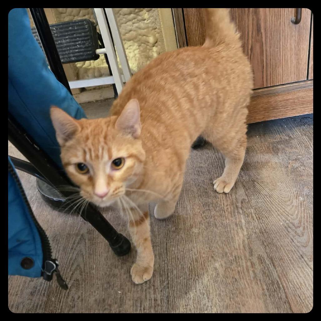 Enlarge Poppy, a Adoptable Domestic Short Hair in Park Falls, WI image 1/1