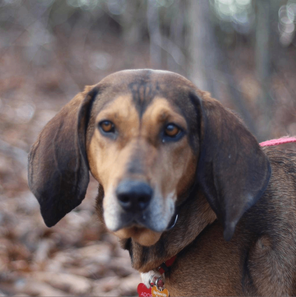 Dog for adoption Gumdrop, a Hound & Coonhound Mix in Lyndhurst, VA
