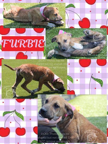 FURBIE, Adoptable, Puppy Female American Staffordshire Terrier & Mixed Breed.