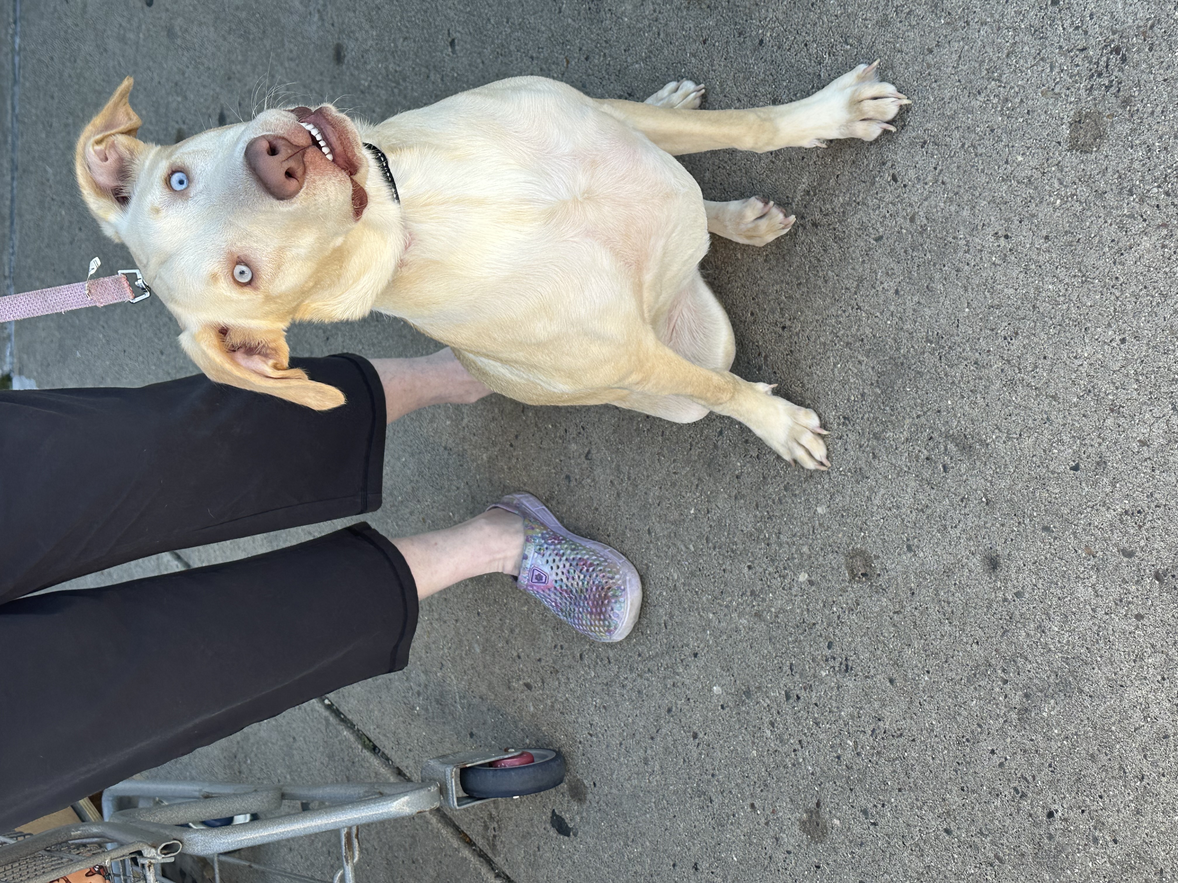 Ella, Adoptable, Adult Female Labrador Retriever.