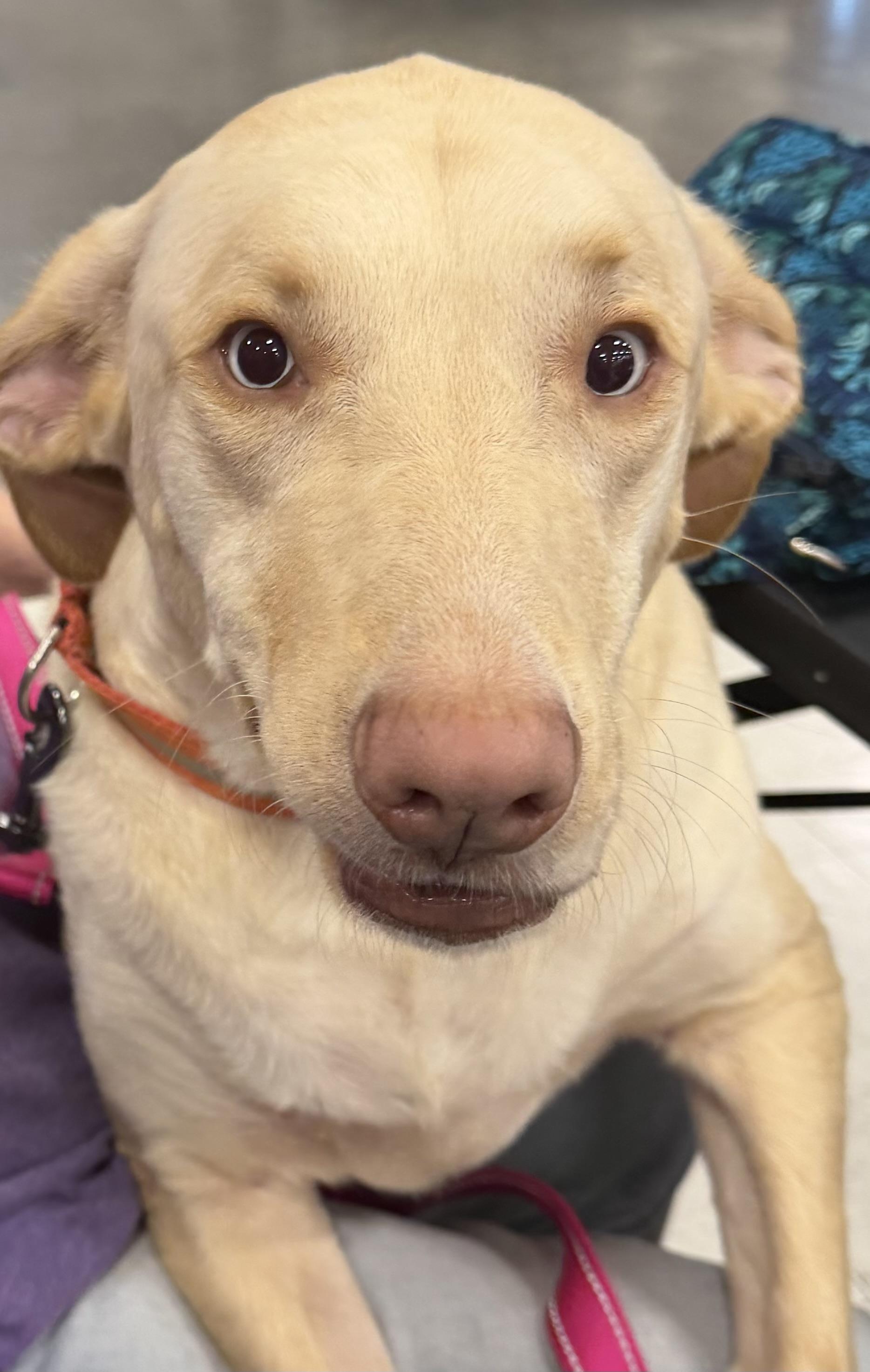 Ella, Adoptable, Adult Female Labrador Retriever.