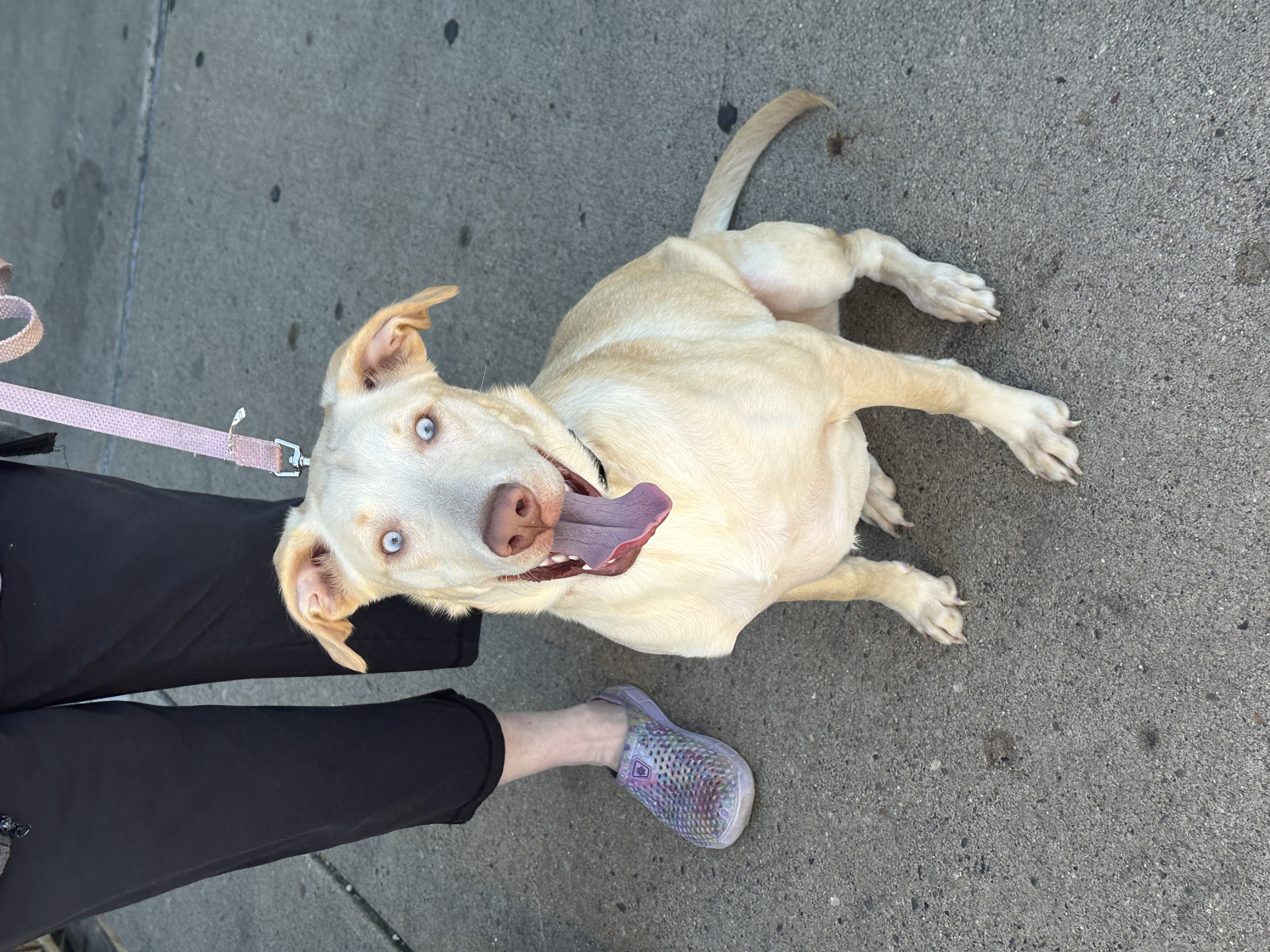 Ella, a Adoptable mixed breed in Peoria, IL image 2/2