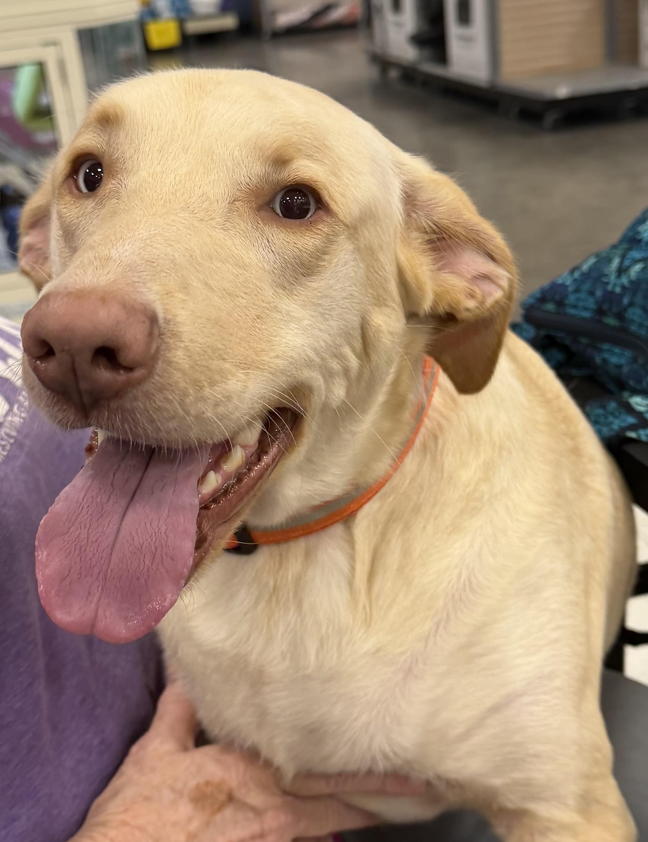 Ella, a Adoptable mixed breed in Peoria, IL image 2/2