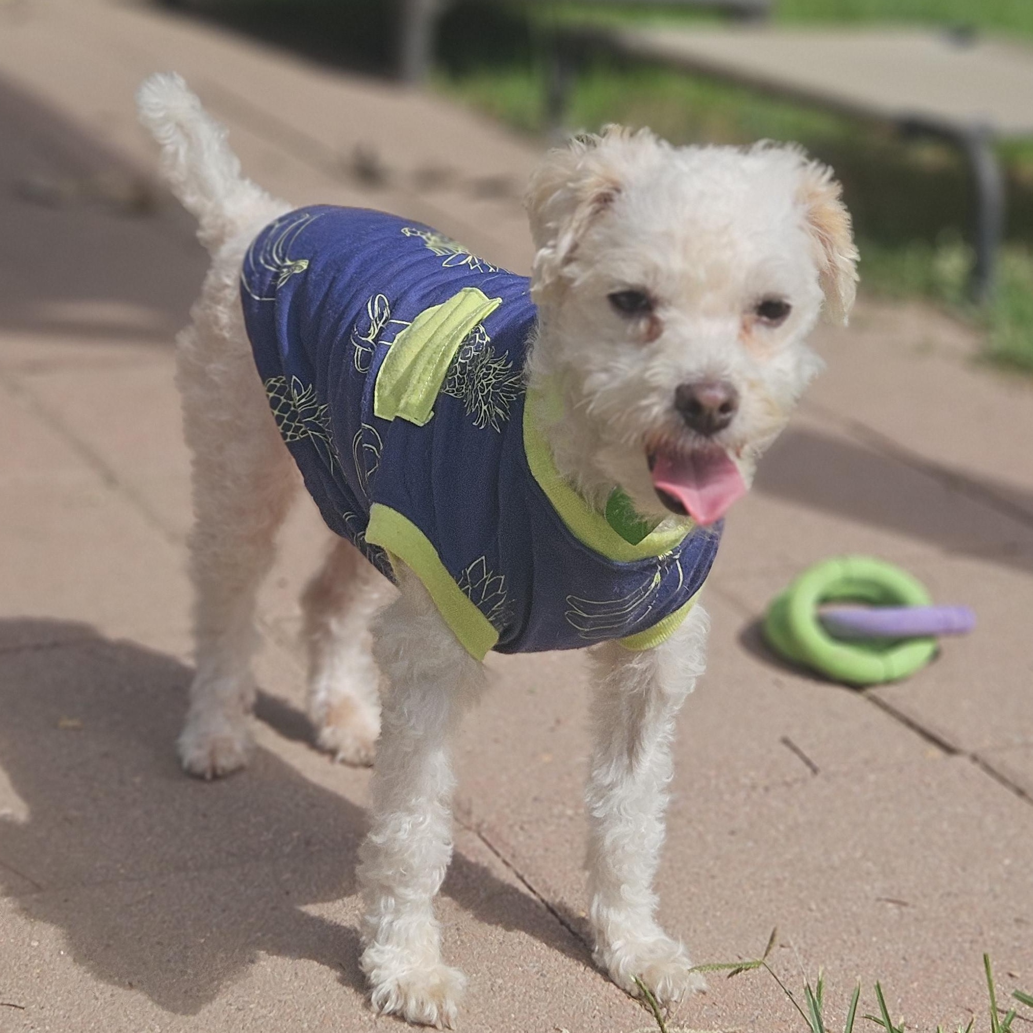 Enlarge Fiona, a Adoptable mixed breed in Livonia, MI image 2/6