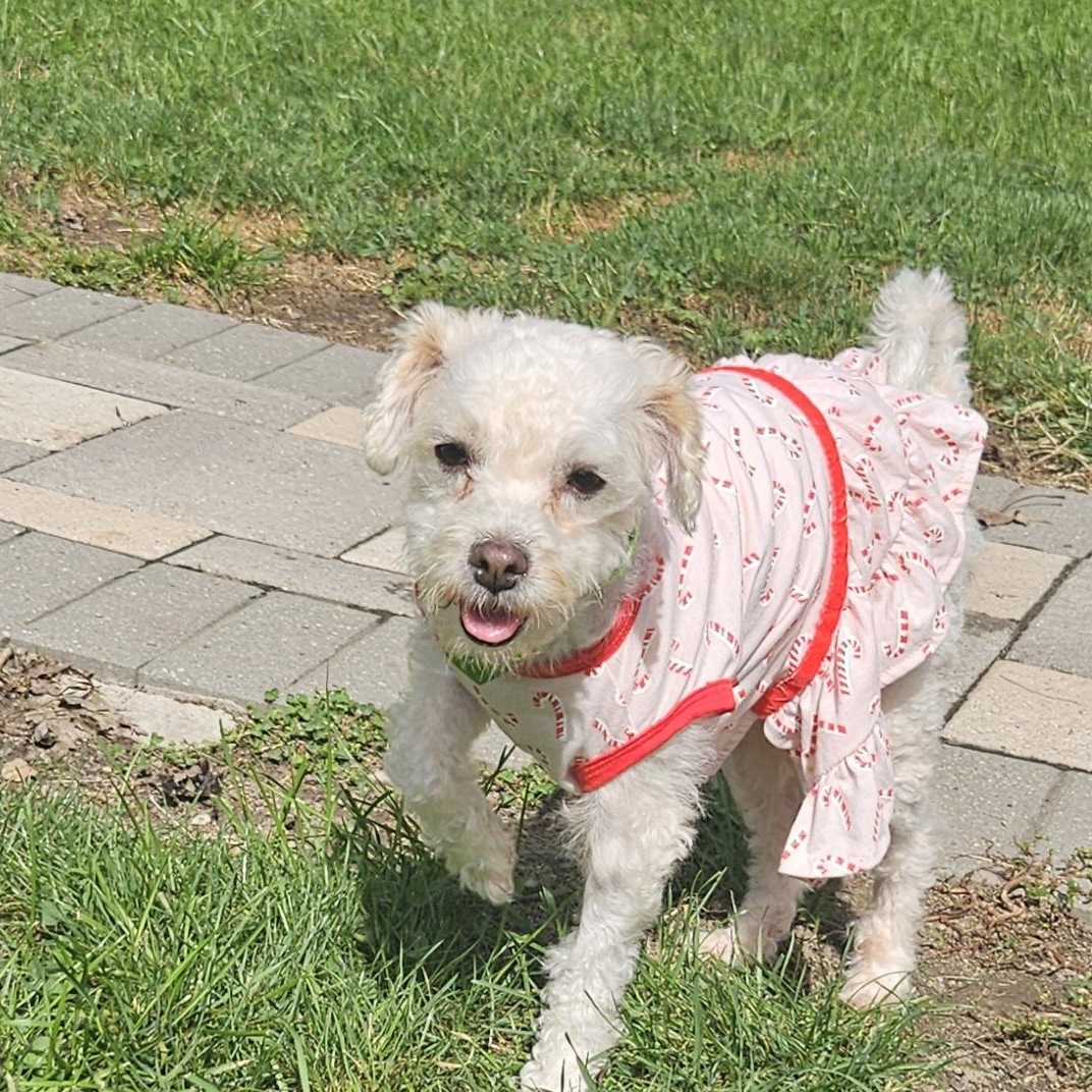 Enlarge Fiona, a Adoptable mixed breed in Livonia, MI image 4/6