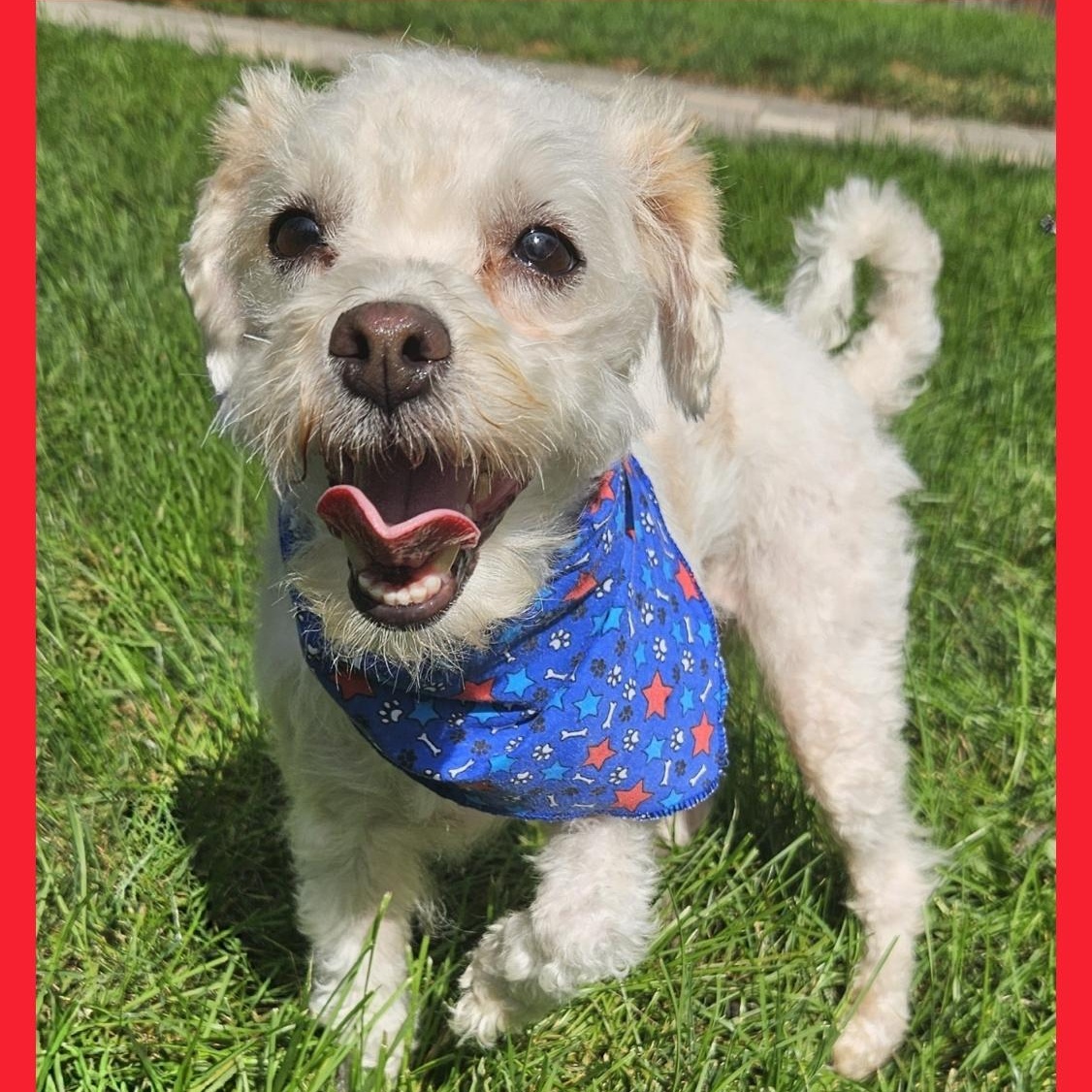 Enlarge Fiona, a Adoptable mixed breed in Livonia, MI image 1/6