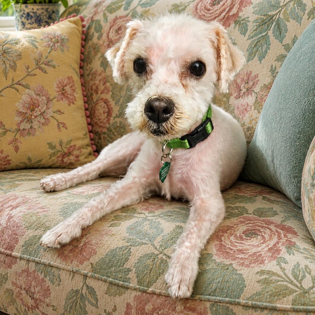 Enlarge Fiona, a Adoptable mixed breed in Livonia, MI image 5/6
