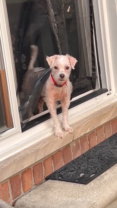 Enlarge Fiona, a Adoptable mixed breed in Livonia, MI video 6/6