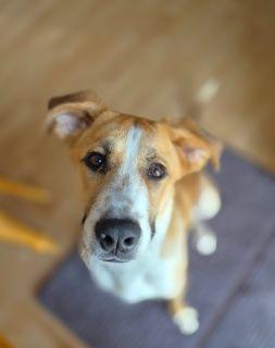 Enlarge West, a Adoptable Mixed Breed in Schaumburg, IL image 3/5