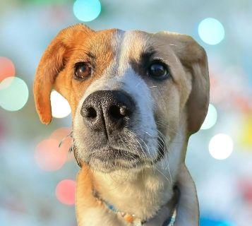 Enlarge West, a Adoptable Mixed Breed in Schaumburg, IL image 1/6